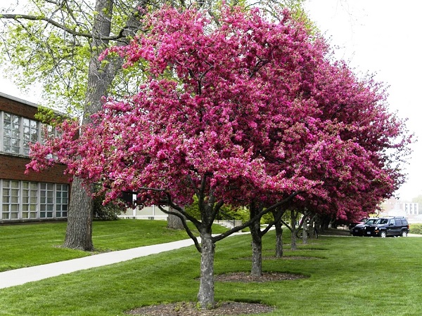 Obelis ,Profusion' (lot. Malus) -c10 Obelis ,Profusion' (lot. Malus) -c10